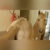 Carla Zambelli gravou um vídeo em suas redes sociais na terça-feira (3)