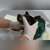 Imagem ilustrativa da imagem Consultas de graça para pets em Niterói; veja como se inscrever
