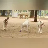 Imagem ilustrativa da imagem Consultas veterinárias de graça em São Gonçalo neste sábado (31)