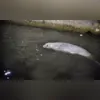 Imagem ilustrativa da imagem Foi embora? Elefante-marinho não é mais visto em Niterói