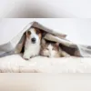 Imagem ilustrativa da imagem Frio demais: como proteger cães e gatos das doenças respiratórias