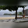 No ano passado, mais de 1.500 animais foram microchipados