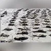 Dino mandou a Polícia Federal iniciar investigações