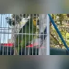 Imagem ilustrativa da imagem Morador de Niterói é detido com papagaio em casa