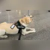 Imagem ilustrativa da imagem Sai decisão sobre viagem de avião do cão de menina autista de Niterói; veja