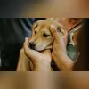 A recomendação é que a população evite áreas alagadas