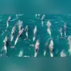 Imagem ilustrativa da imagem Vídeo: baleia é flagrada 'dançando' com golfinhos na Região dos Lagos