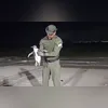 Imagem ilustrativa da imagem Vídeo: pinguim é resgatado em praia na Zona Sul de Niterói