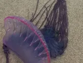 Alerta de caravelas-portuguesas em praias da Região dos Lagos