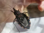 Barbeiro que causa Doença de Chagas é achado em Niterói: saiba o que fazer