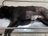 Cachorra é morta a tiros em comunidade do Rio