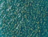 Cardume de 10 mil raias encanta em praia da Região do Lagos