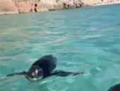 Casal é surpreendido por pinguim em Arraial do Cabo; vídeo