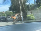 Cavalos soltos: um perigo nas ruas de Niterói