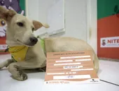 Microchipagem gratuita para cães e gatos em Niterói neste sábado