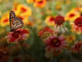 O que você não sabia sobre a primavera