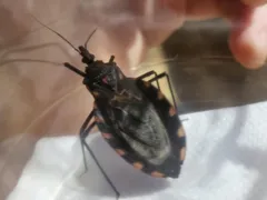 Barbeiro que causa Doença de Chagas é achado em Niterói: saiba o que fazer