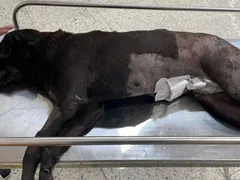 Cachorra é morta a tiros em comunidade do Rio