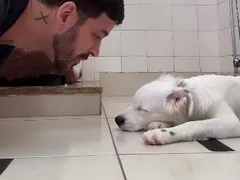 Cachorrinho surdo acordado por tutor emociona web; vídeo