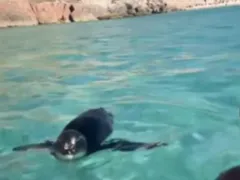 Casal é surpreendido por pinguim em Arraial do Cabo; vídeo