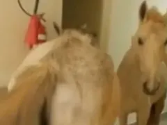 Cavalos invadem hospital e surpreendem funcionários e pacientes; vídeo