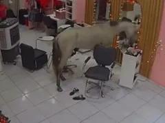 Dia da beleza: cavalo invade salão em Teresina