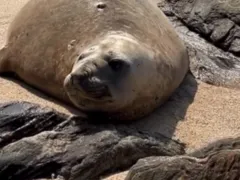 Elefante-marinho aparece em praia de Maricá e chama atenção; vídeo