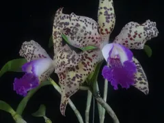 Exposição de orquídeas chega este fim de semana em Niterói