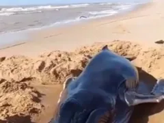 Filhote de baleia morre encalhada em praia do Rio; vídeo