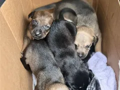 Filhotes de cachorros abandonados em bolsa são resgatados no Rio
