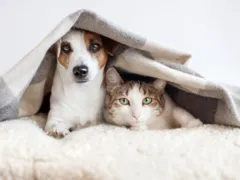 Frio demais: como proteger cães e gatos das doenças respiratórias