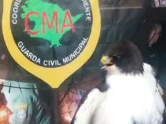 Gavião ferido é resgatado em Niterói
