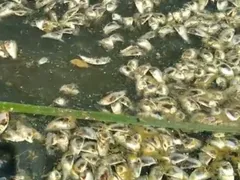 Lagoa de Niterói agoniza à espera de solução do governo estadual
