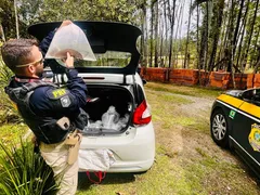 Mais de 20 arraias são resgatadas na Baixada Fluminense