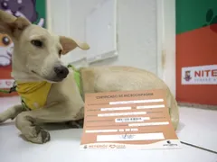 Microchipagem gratuita para cães e gatos em Niterói neste sábado