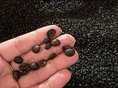 O café que você compra é fraudado? Entenda como identificar