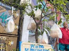 'Pé de pão': a árvore da solidariedade de São Gonçalo; veja como funciona
