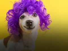 Por que agosto é popularmente conhecido como 'mês de cachorro louco'?