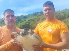 Tartarugas-marinhas são resgatadas após ficarem presas em rede