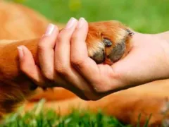 Tratamento de animais será pago por agressores no Rio