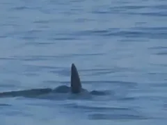 Tubarão assusta e causa correria em praia do Rio; veja o vídeo
