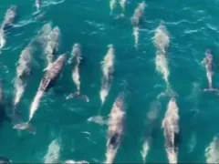 Vídeo: baleia é flagrada 'dançando' com golfinhos na Região dos Lagos