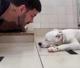 Cachorrinho surdo acordado por tutor emociona web; vídeo