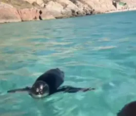 Casal é surpreendido por pinguim em Arraial do Cabo; vídeo