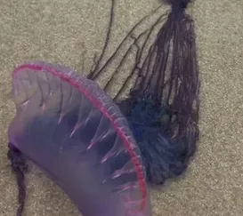 Alerta de caravelas-portuguesas em praias da Região dos Lagos