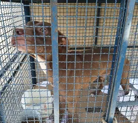 Ataque de pitbull deixa crianças feridas em escola do Rio