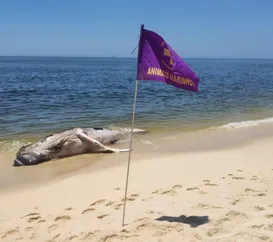 Baleia é encontrada morta em praia de Maricá