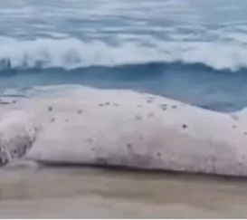 Baleia é encontrada morta em praia do Rio