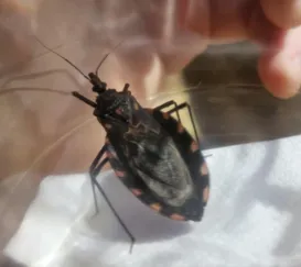 Barbeiro que causa Doença de Chagas é achado em Niterói: saiba o que fazer