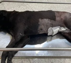 Cachorra é morta a tiros em comunidade do Rio